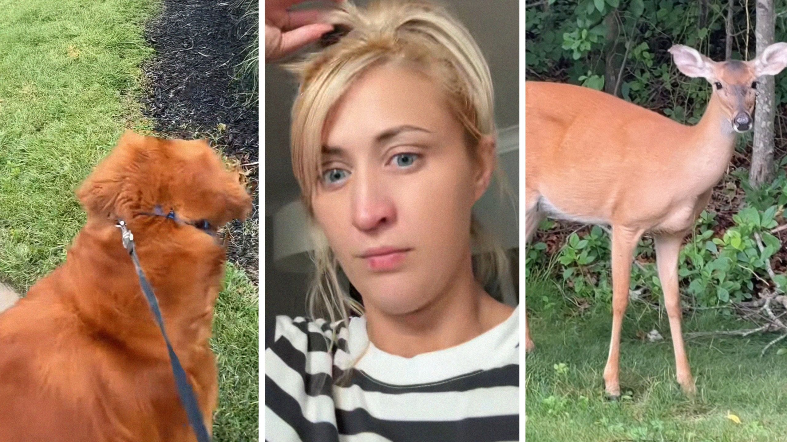 New York woman takes her golden retriever for a walk. Then a doe approaches them. At first it seems cute, but then: 'I'm scared'