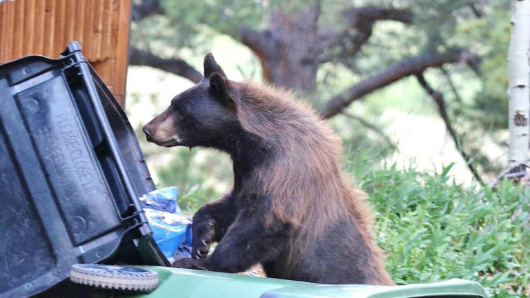 17 Colorado projects to split $1M in human-bear conflict reduction ...
