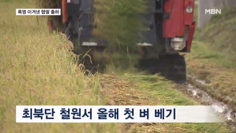 폭염 이겨낸 햅쌀 출하…최북단 철원 '첫 벼 베기'