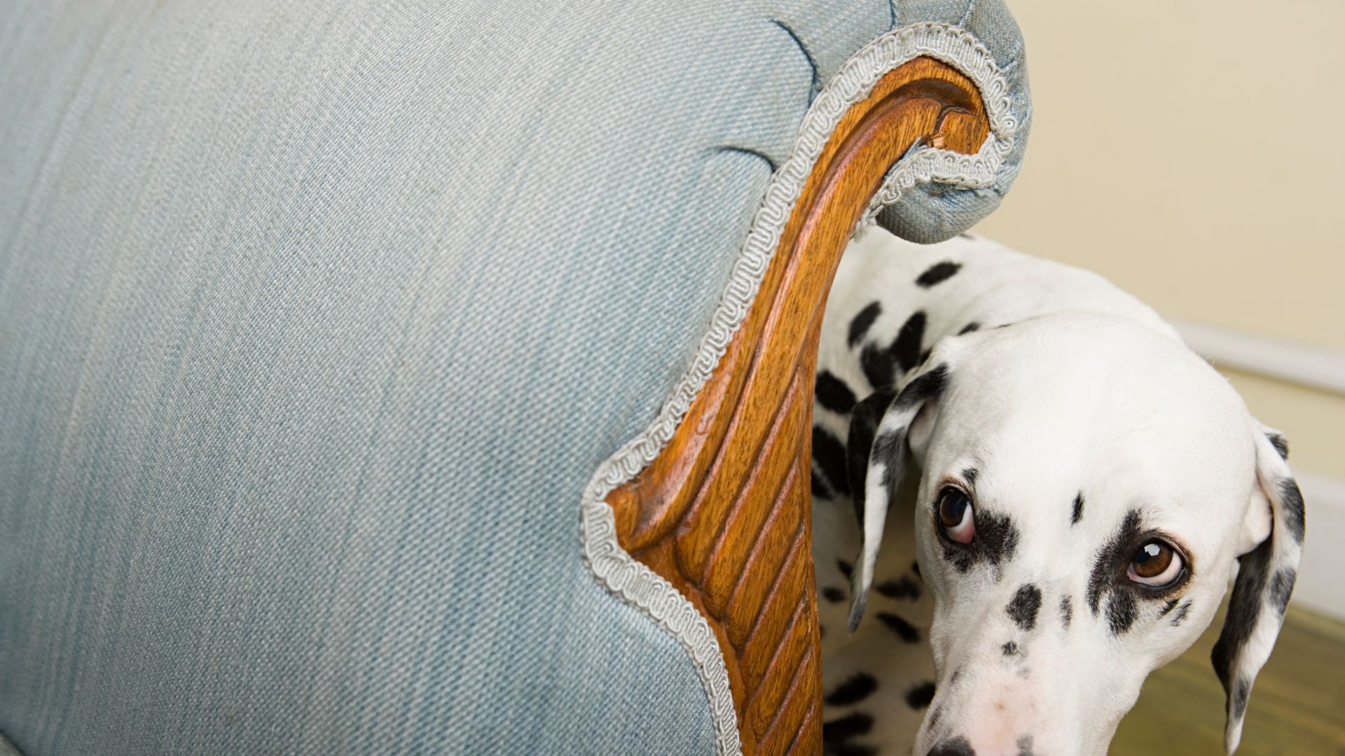 Reasons to avoid using punishment with your pet