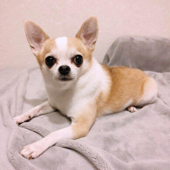 犬がトイレやお風呂についてくるのはなぜ？ 考えられる理由と注意が必要なケースを獣医師が解説