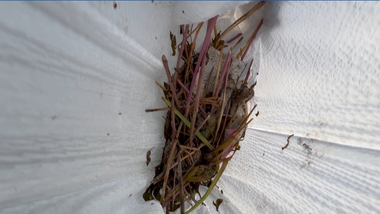 Toxic jimson weed adds a new twist to Toledo's lawn troubles