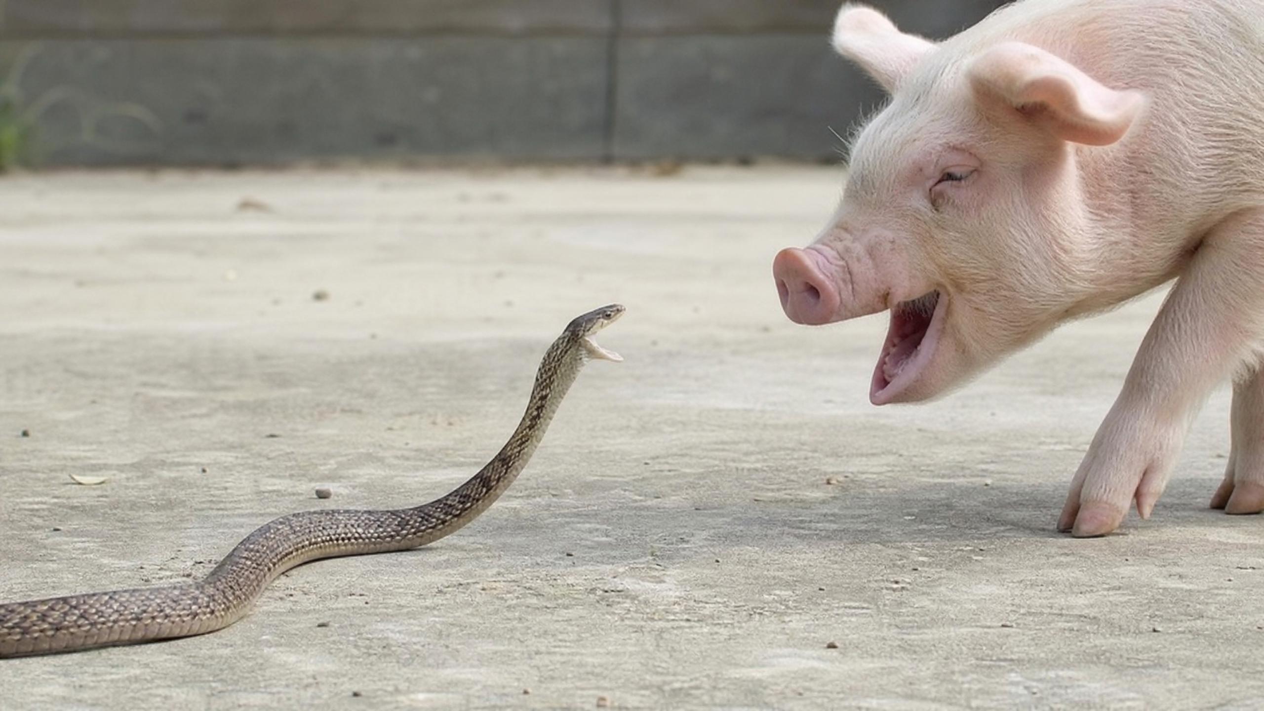 Top 1 anime showdowns: a wild boar munching a snake like a spicy snack