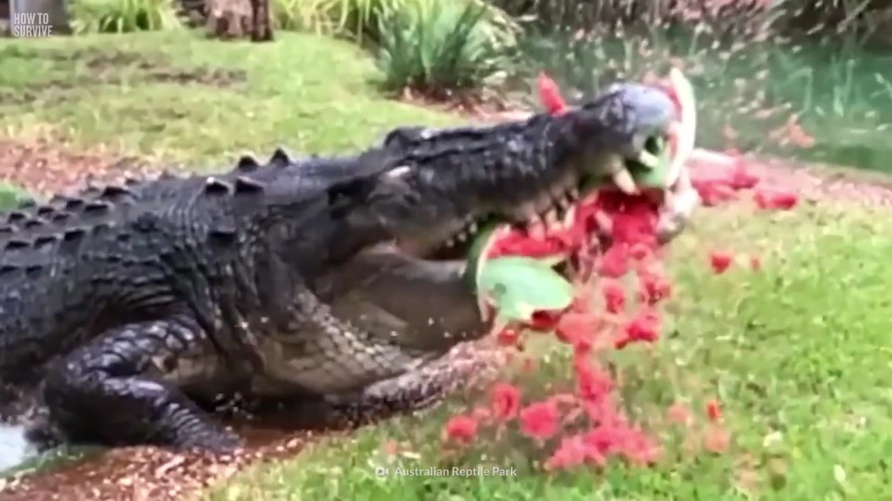 Ein 4-Meter-Alligator packte seinen Kopf - dann hörte er seine Knochen ...