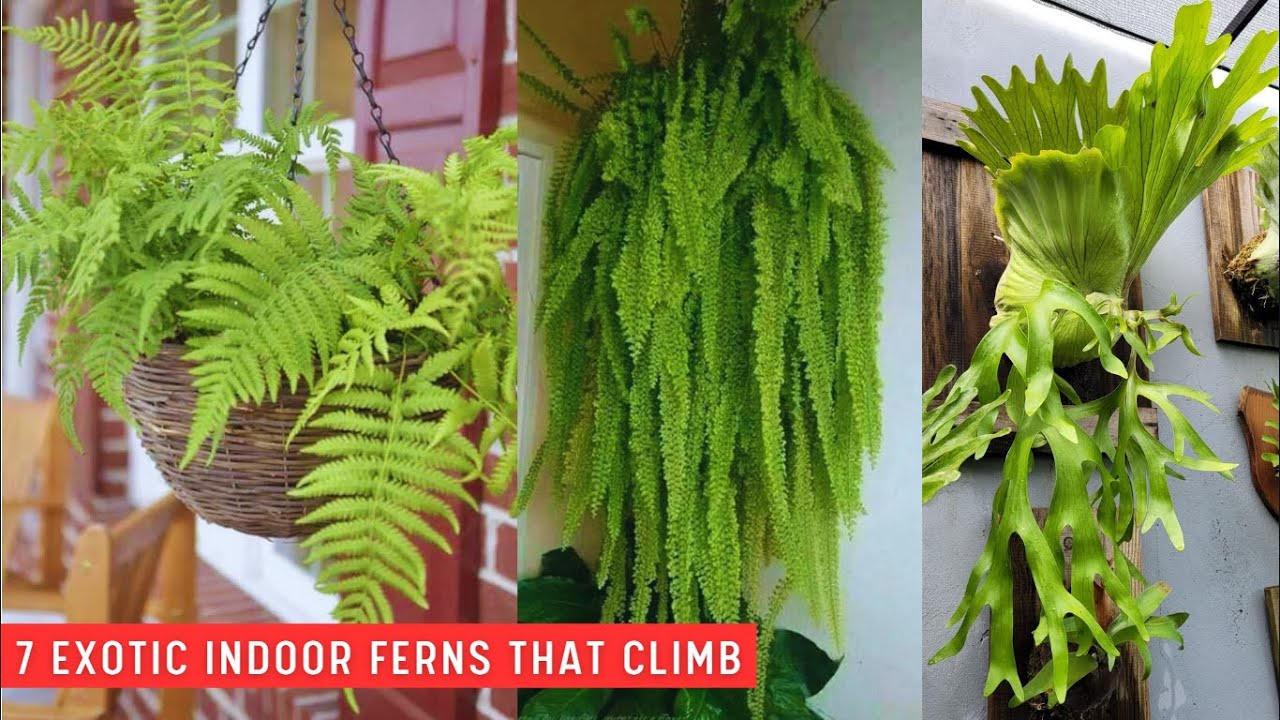 The most beautiful climbing ferns for your home
