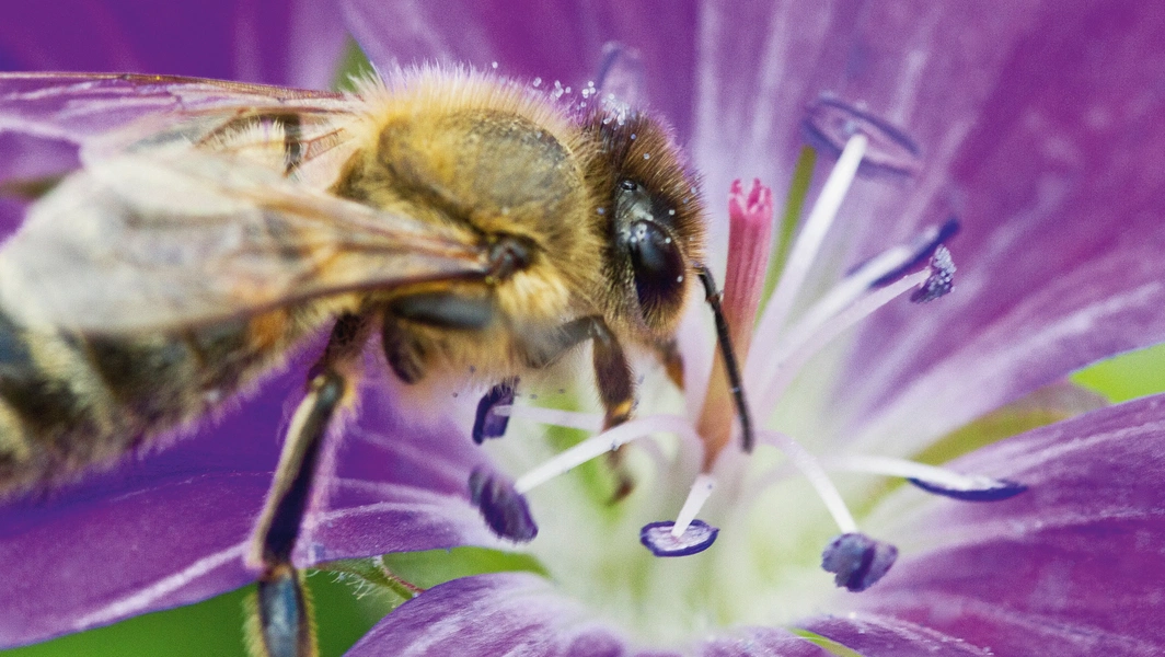 red-flowers-evolve-uv-trait-to-attract-birds-deter-bees