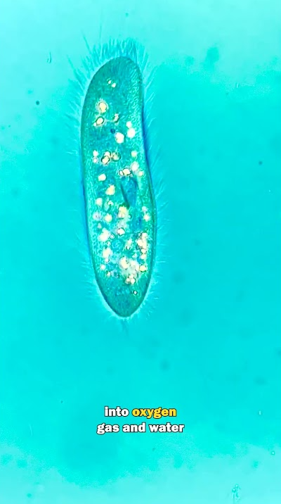 Why did this germ sample suddenly explode?