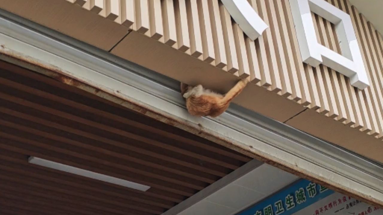 Heroic orange cat rescues itself from billboard trap