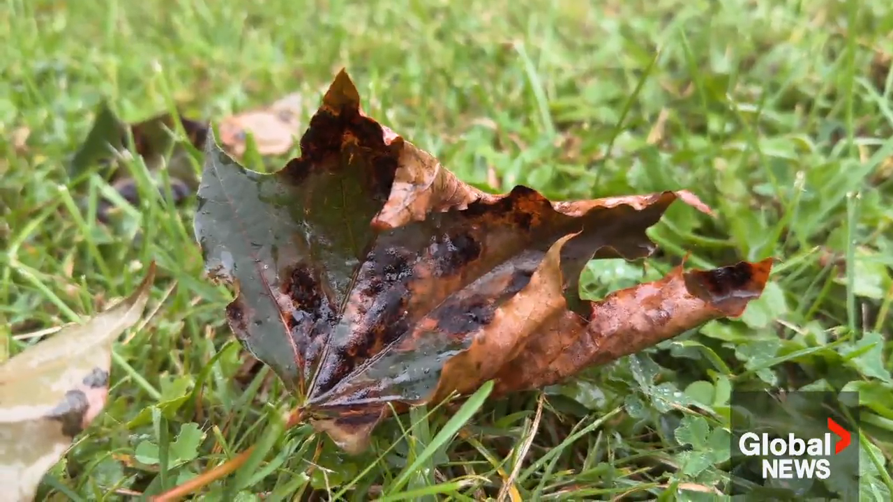 What's causing black spots to appear on Norway maple trees across ...
