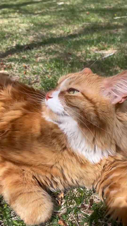 The charming daily adventures of a curious cat