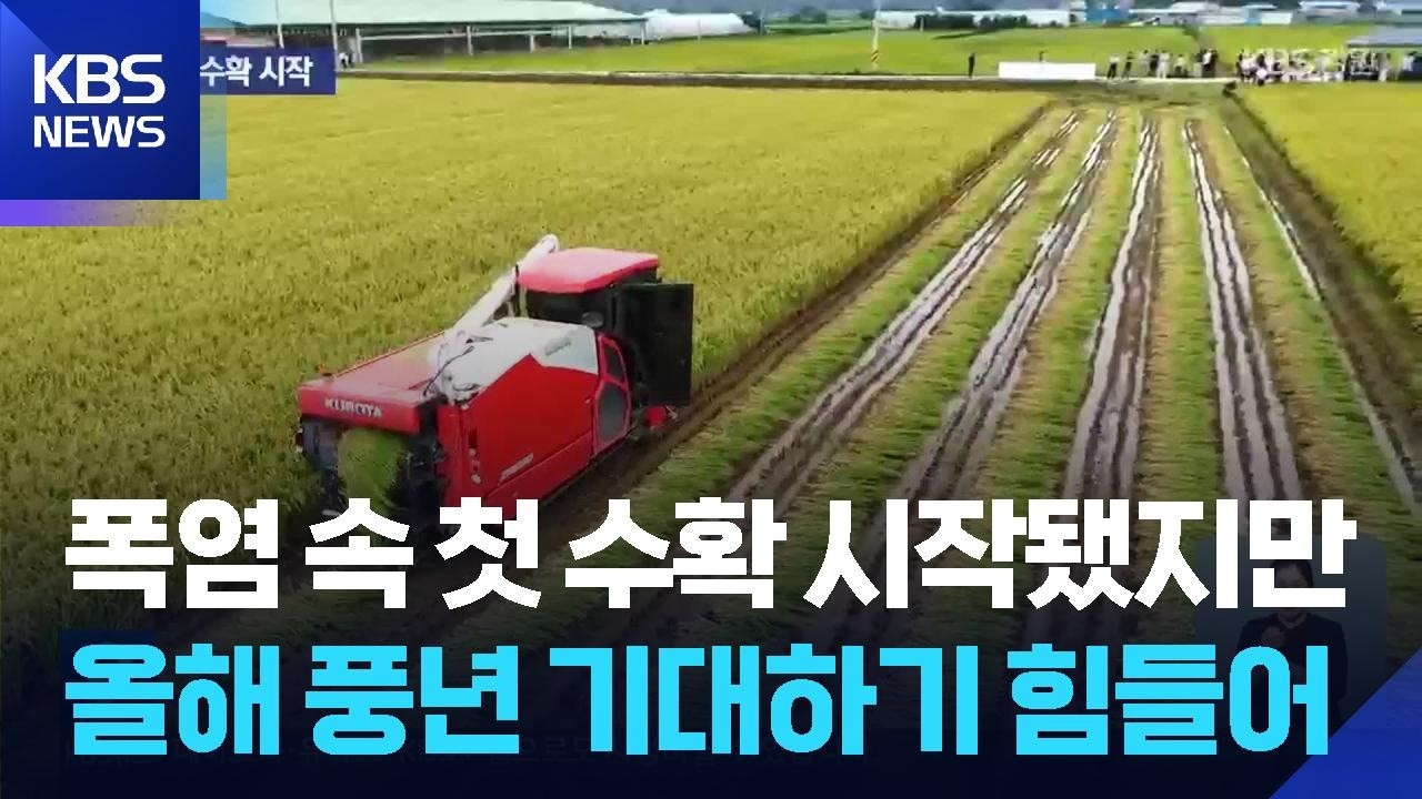 철원 올해 첫 추수…햅쌀 수확 시작 / KBS 2026.08.24.
