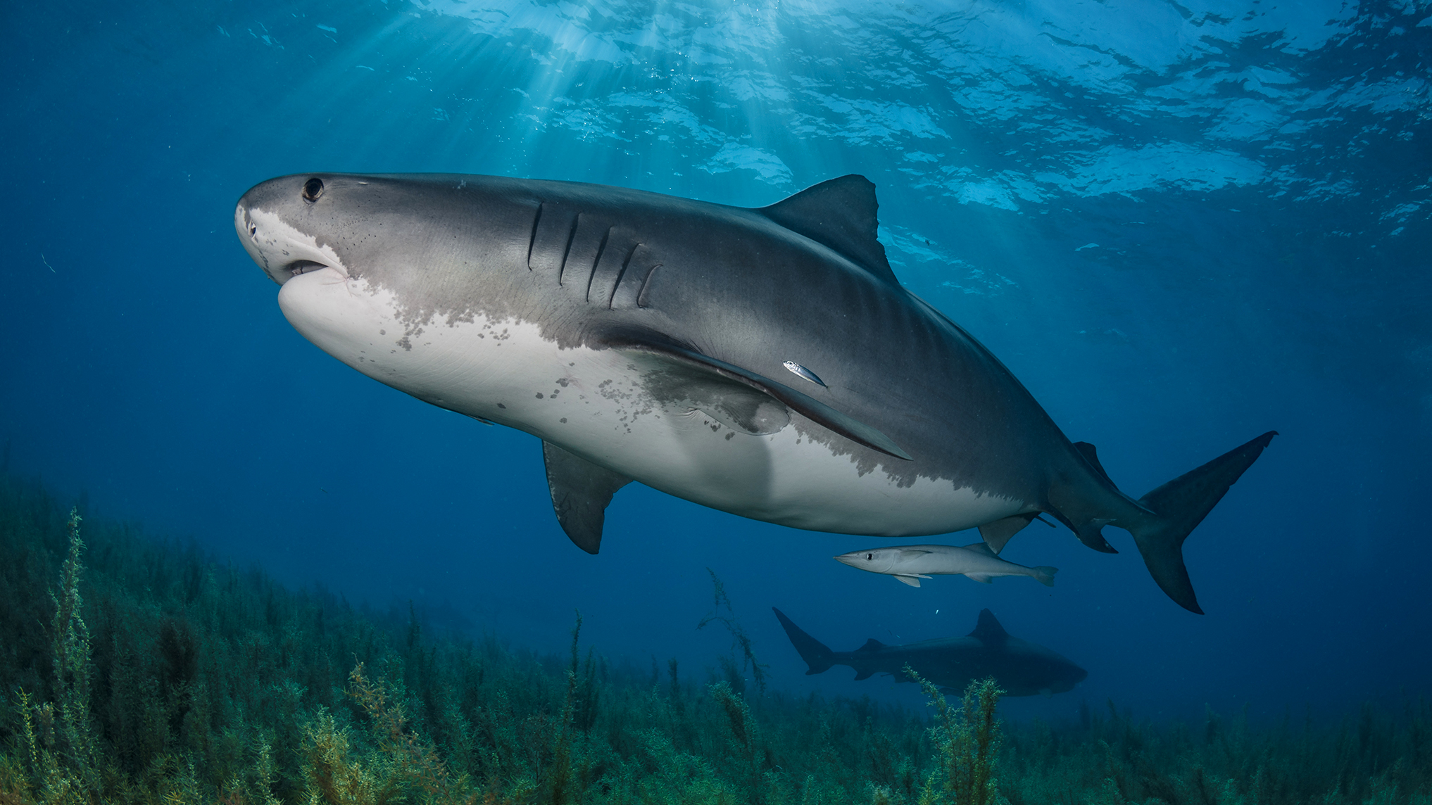 Cats, condoms and licence plates: The sharks that will eat anything