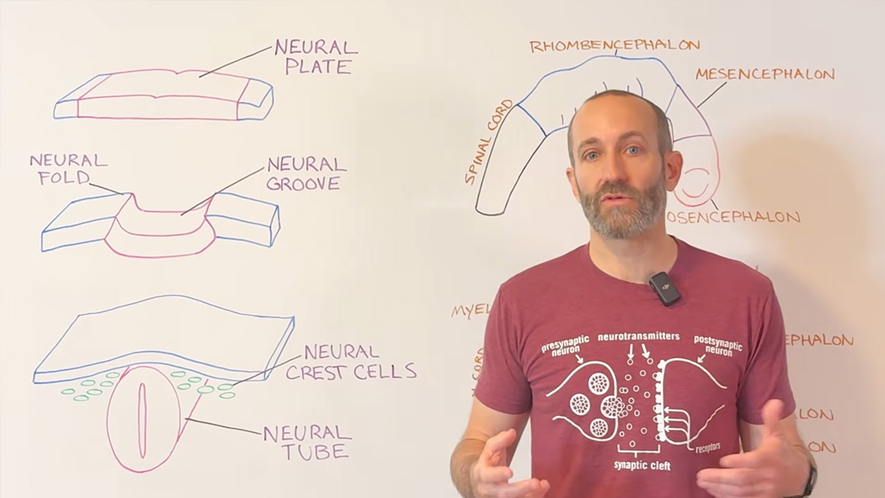 Exploring how the brain changes across the human lifespan
