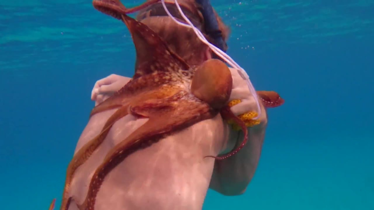 The octopus latched onto his body then it wouldn’t let go