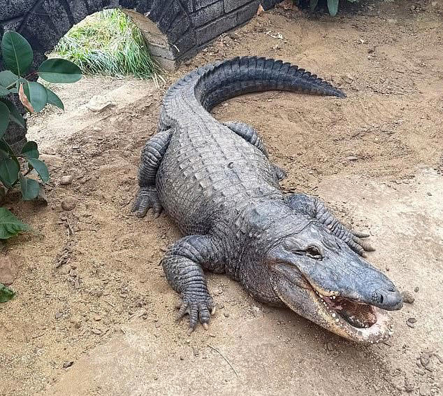 The child was hurled 15ft into an enclosure containing at least 15 crocodiles at Johnsons of Old Hurst in Huntingdon, Cambridgeshire, on June 18. Above: File photo of the zoo's enclosure 