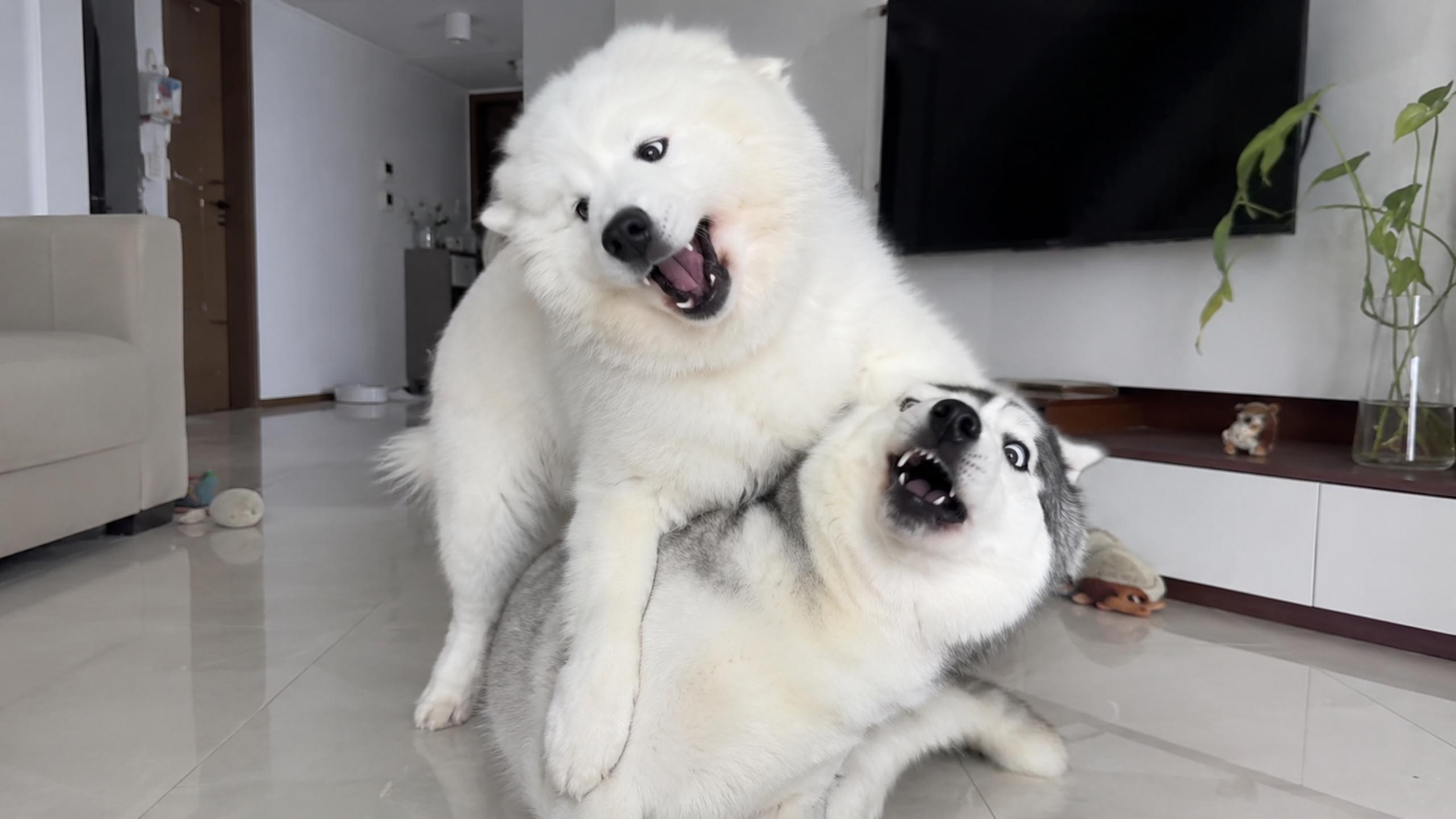 When sweetest angel Samoyed finally chooses violence against unhinged ...