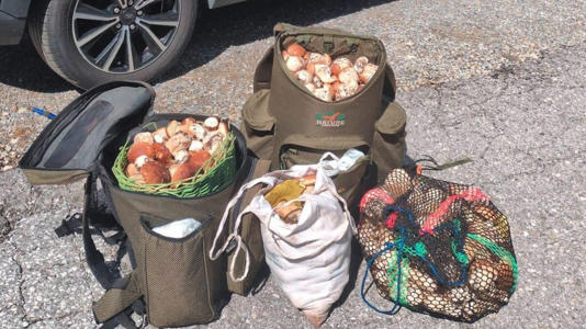 Italiani sconfinano in Austria per i funghi ma vengono sorpresi con 36 kg di porcini: sequestro e 360 euro di multa