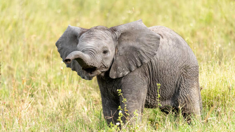 adorable-baby-elephant-at-zoo-plays-with-a-ball-and-we-are-in-love