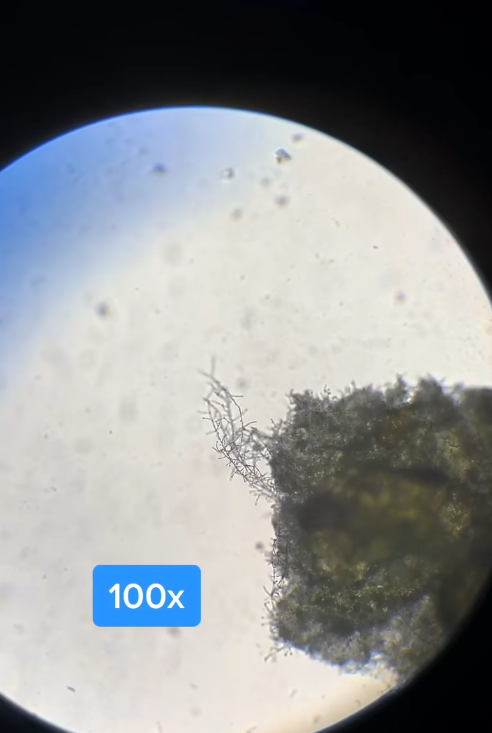 Incredible secrets revealed under the microscope
