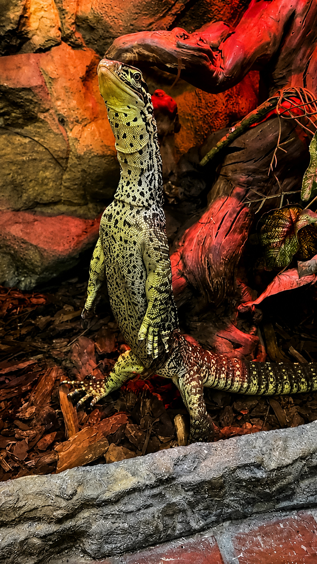 This curious lizard keeps a close watch from behind glass