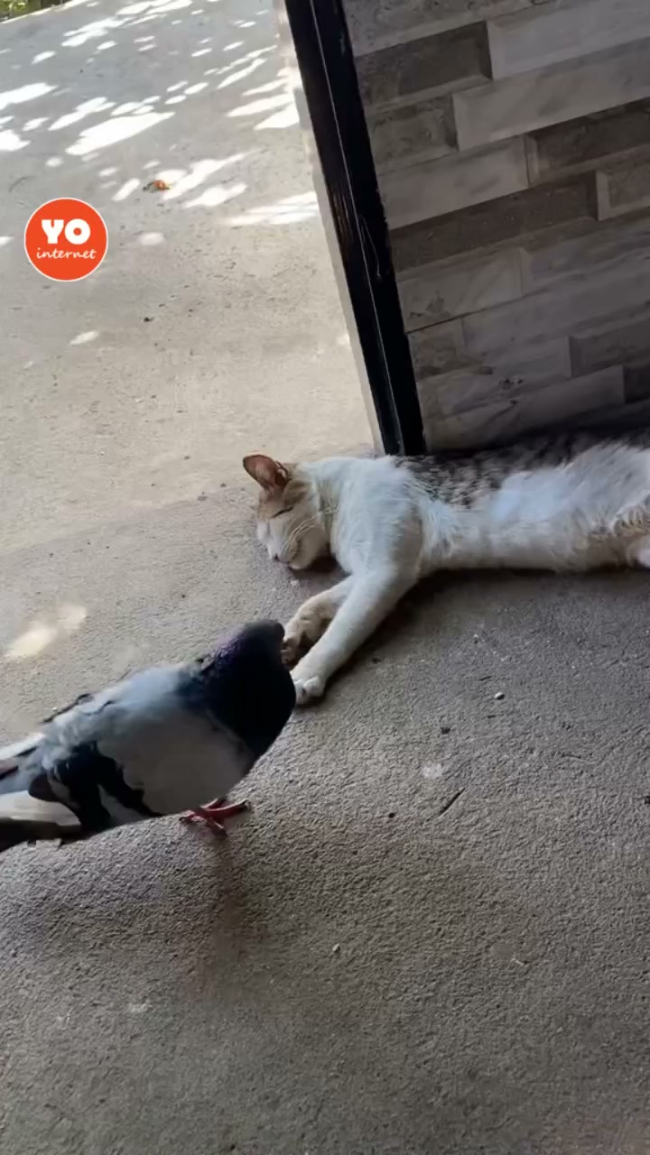 Fearless pigeon playfully interacts with relaxing cat in hilarious ...