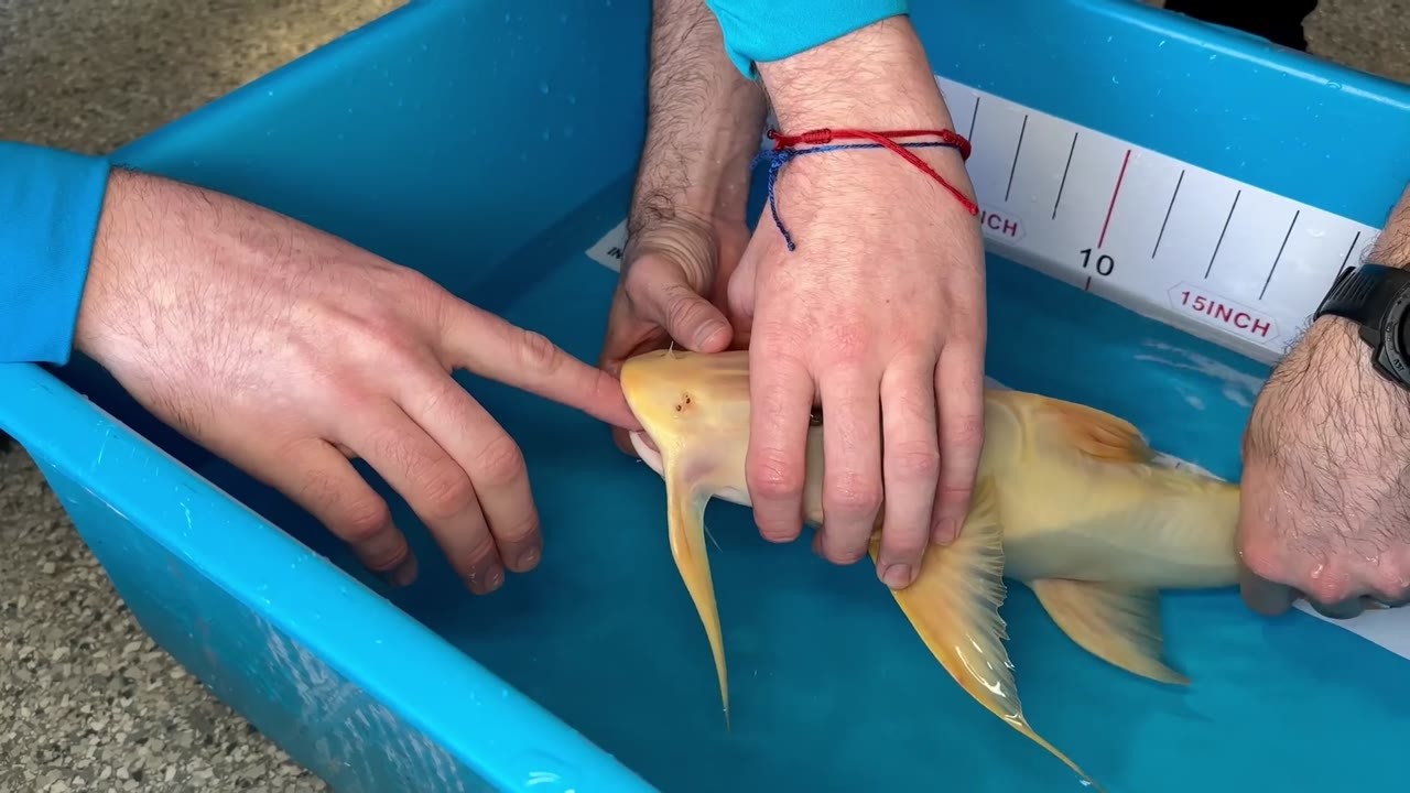 They opened the bag containing a man-eating catfish - one wrong move ...