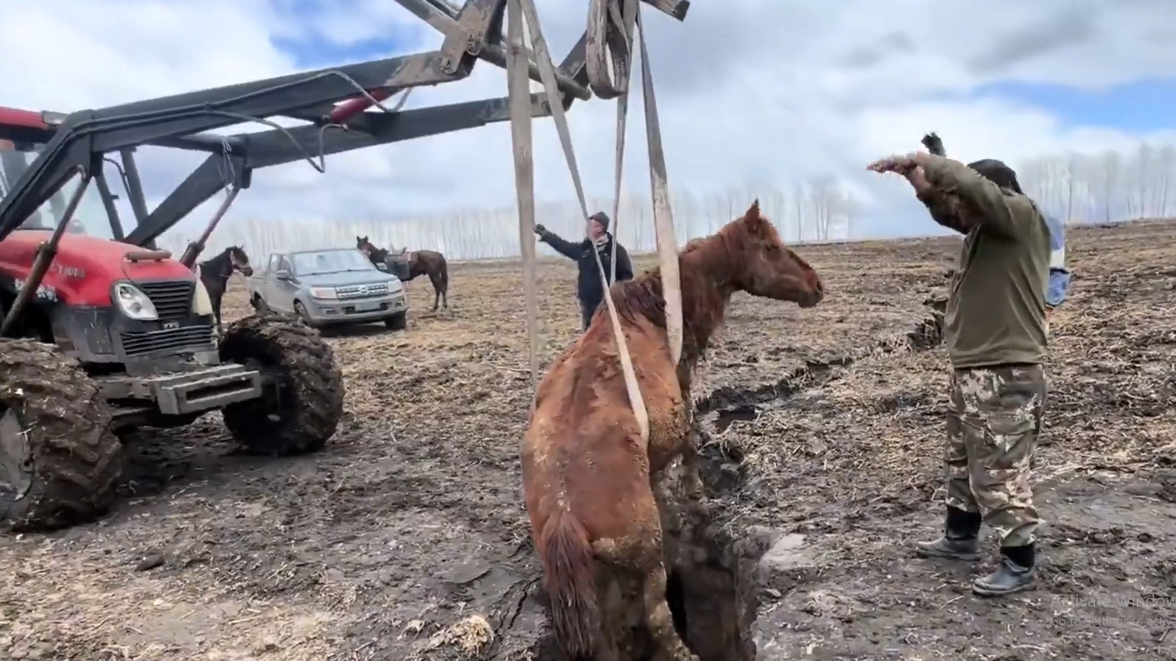 Watch a forklift rescue a pregnant mare trapped in a deep ditch