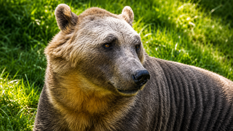Scientists found the first hybrid bear that started a new bloodline