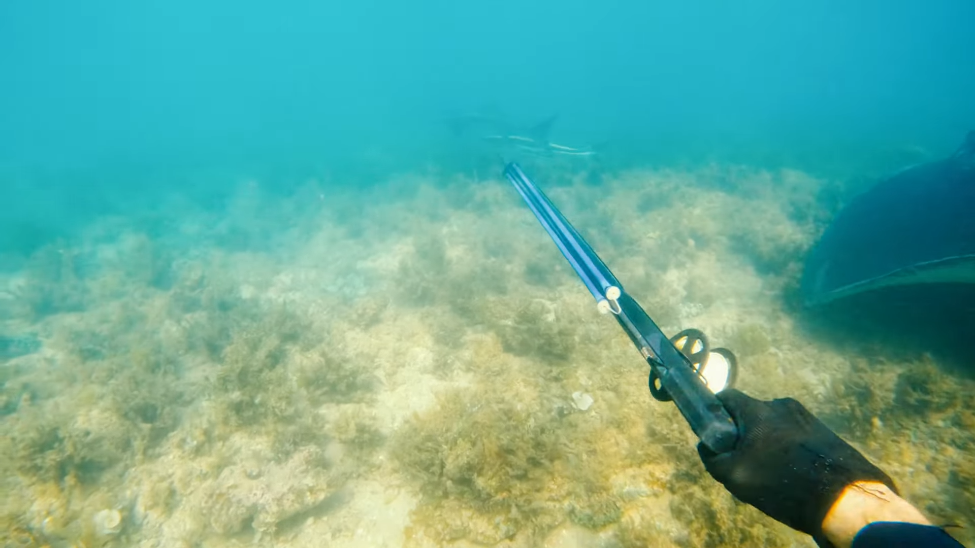 He caught a giant fish for dinner... then he realized why it was dangerous