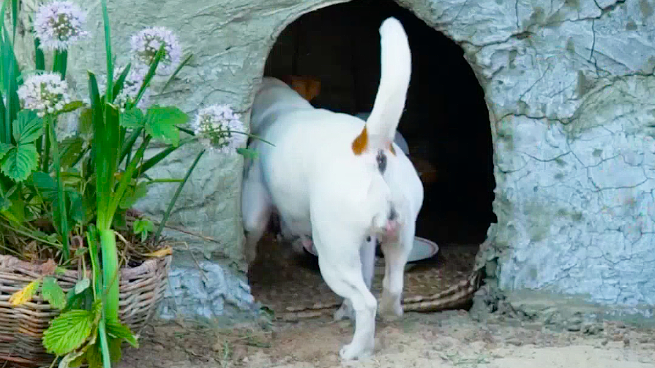 Creative shelter and pond for abandoned puppies