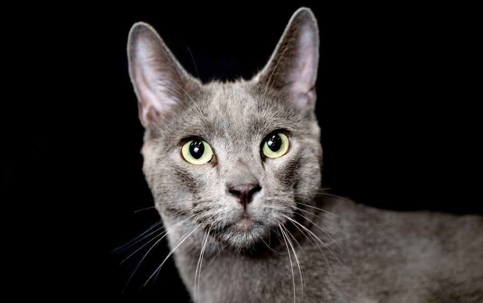 cat-breeds-that-thrive-on-the-go