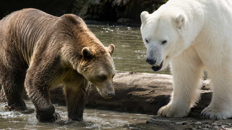 Scientists found the first hybrid bear that started a new bloodline