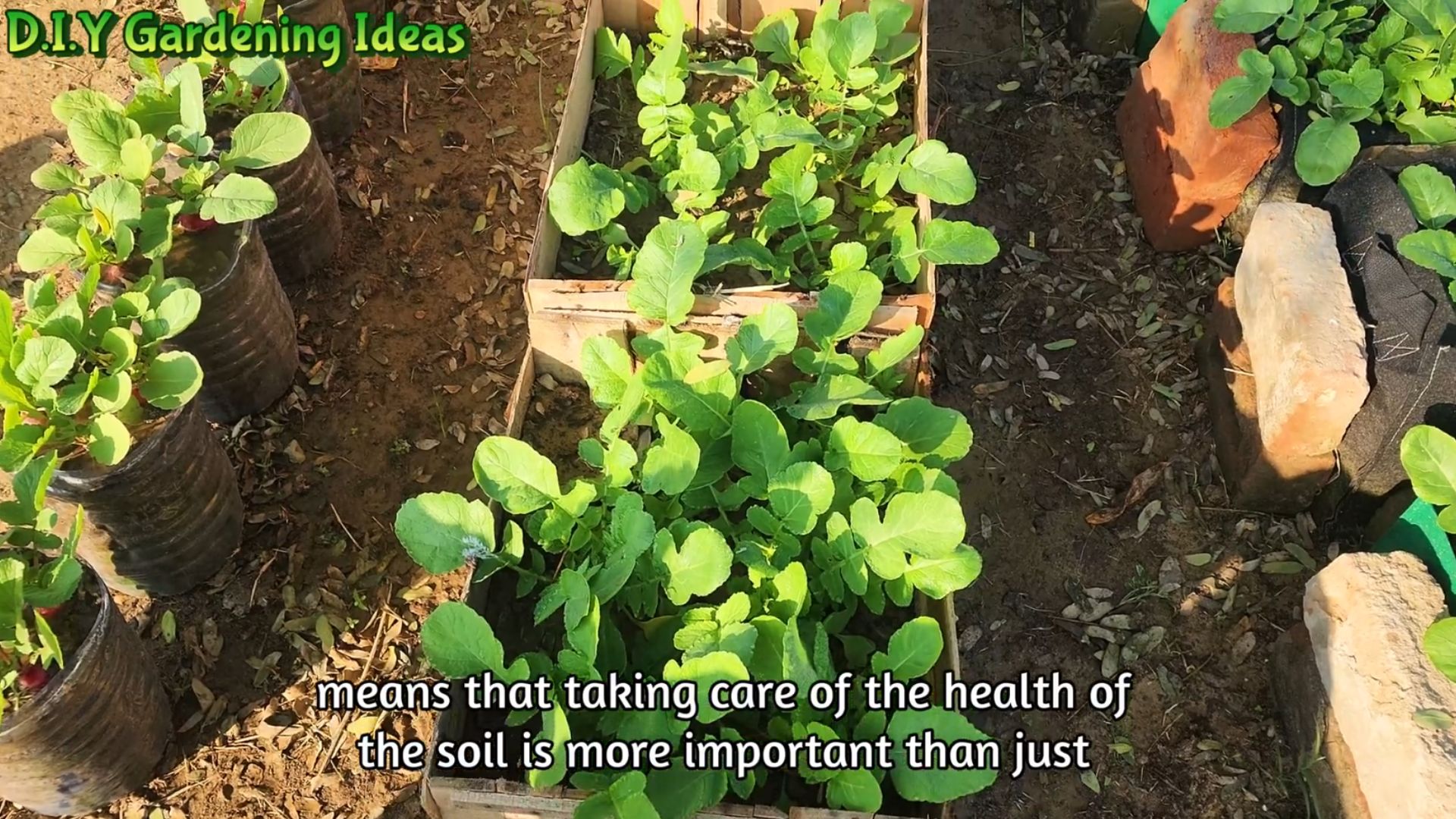Transform poor garden soil with these simple tips