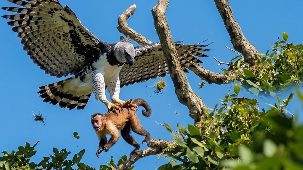 Watch this harpy eagle grab a monkey out of a tree - then drop it to ...
