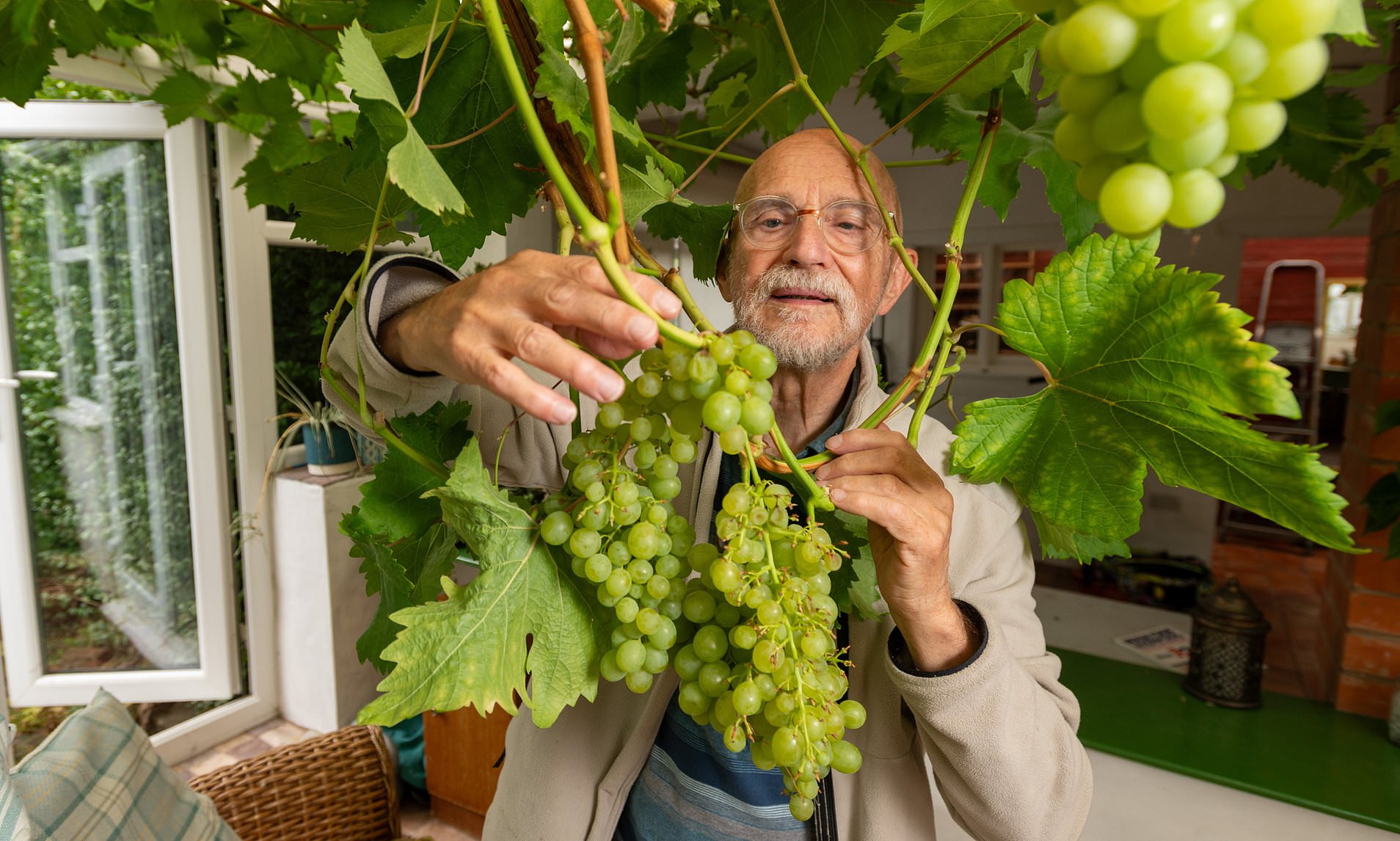 British couple grow grapes the size of 'small ping pong balls' in their conservatory