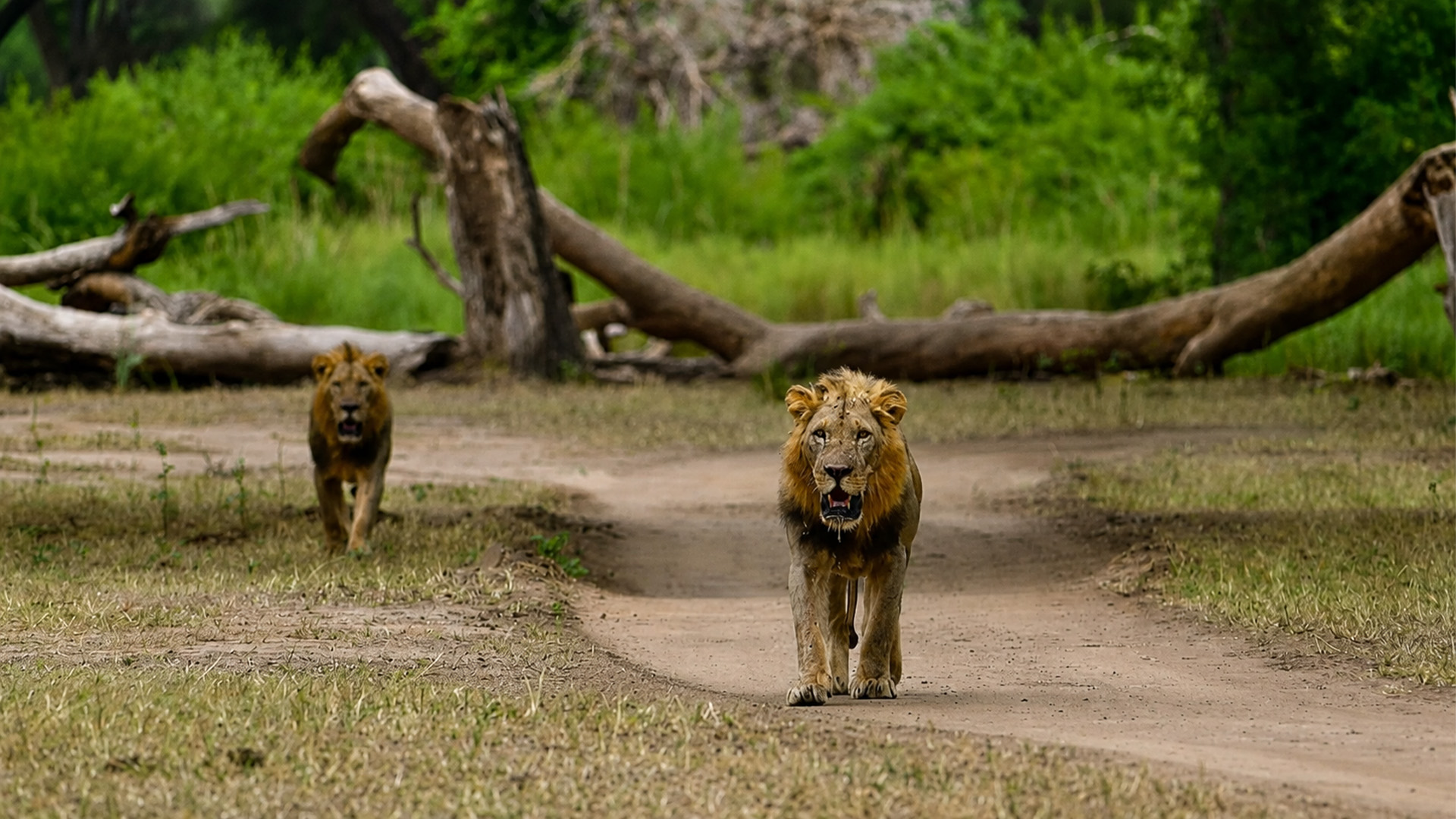 Two lions came down the road