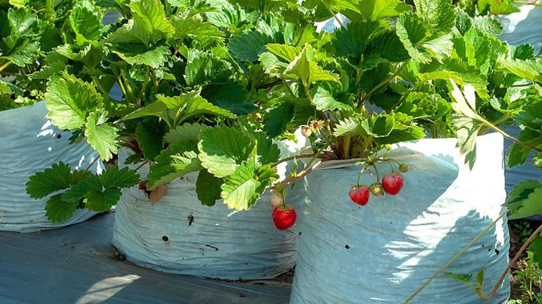 Cheaper & more eco-friendly than plastic pots: The household waste to ...