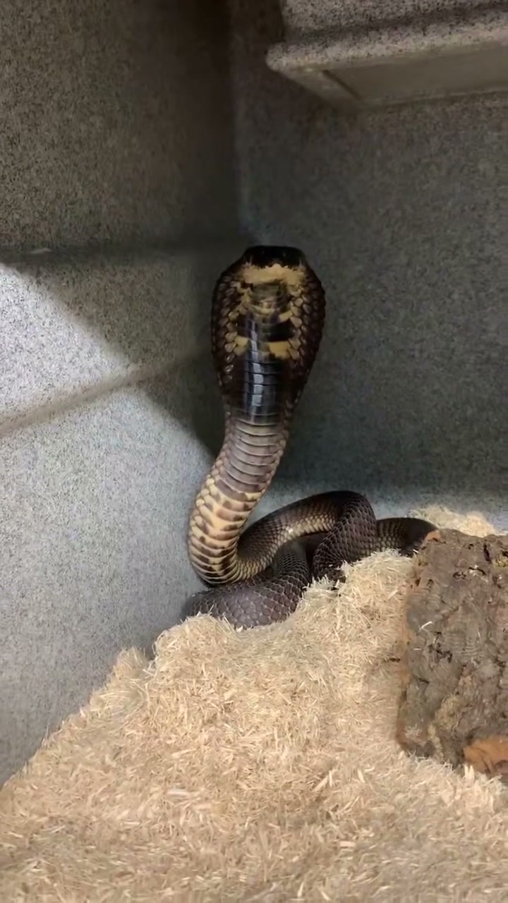 egyptian-cobra-feeding-observation