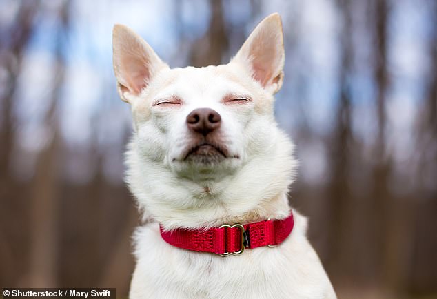 Your dog might be secretly trying to communicate with you through blinking, study finds