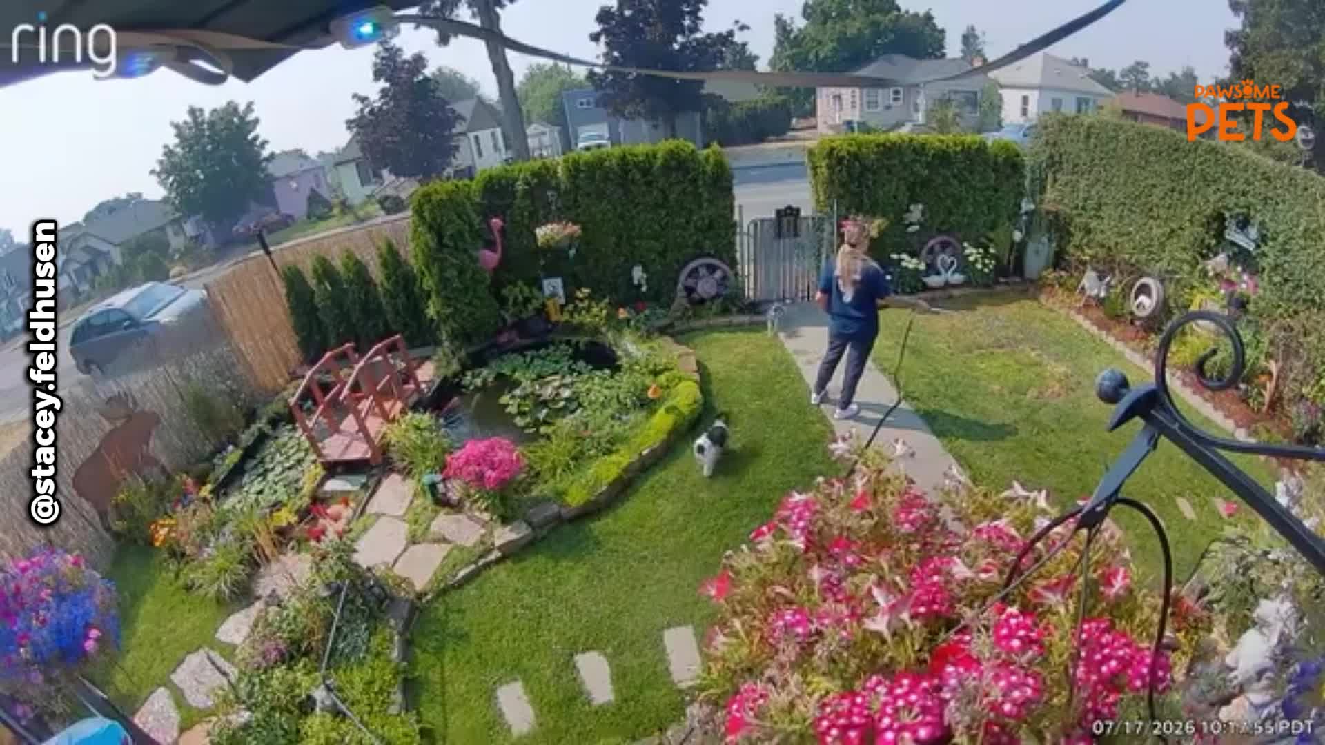 Security cameras capture unexpected and chaotic animal encounters