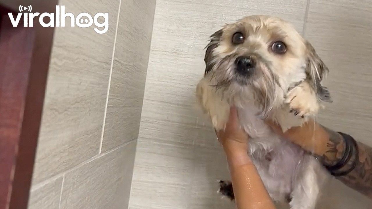 Dog gets an unexpected bath-time experience