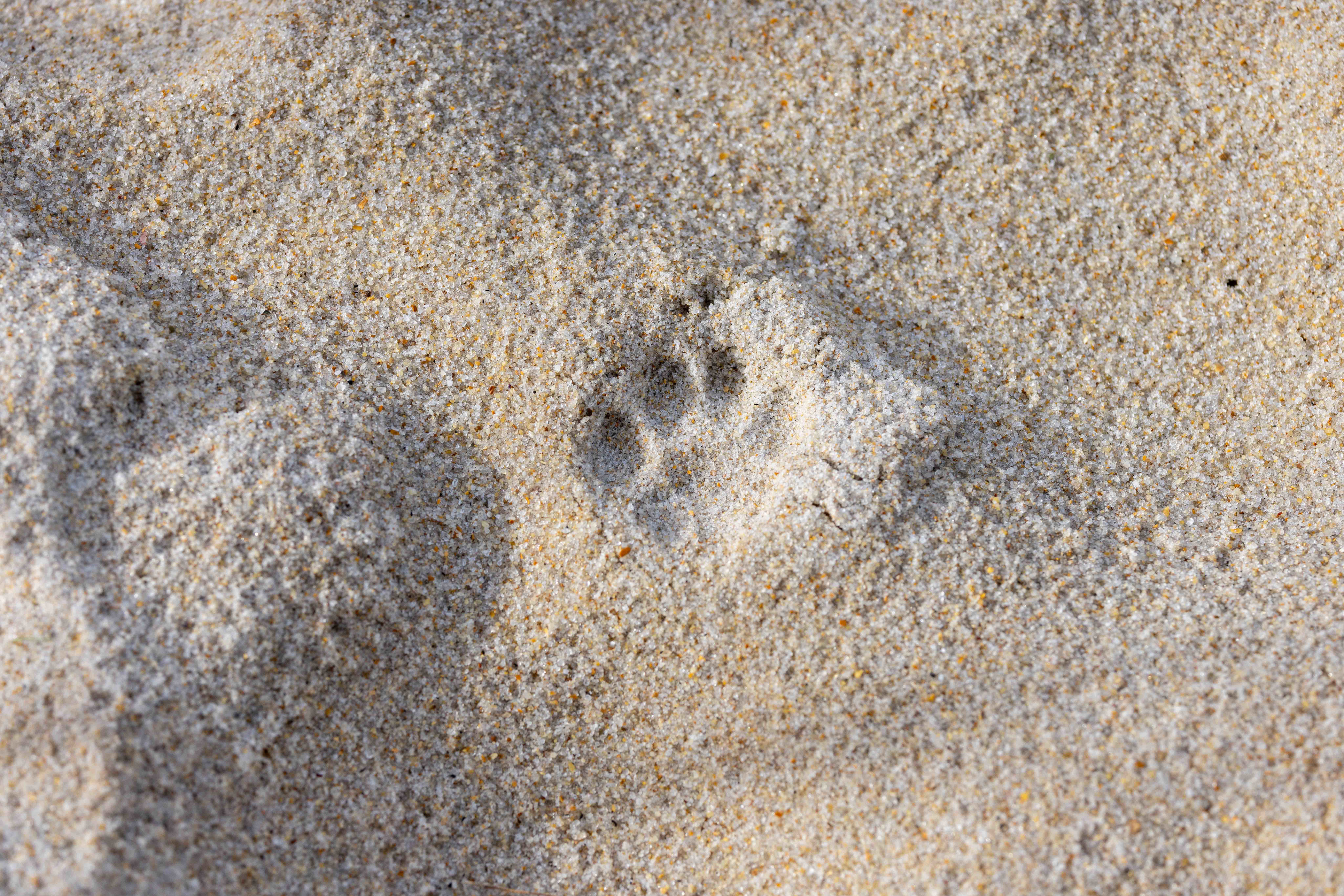 $140,000 plan to understand and destroy Australia's worst predator
