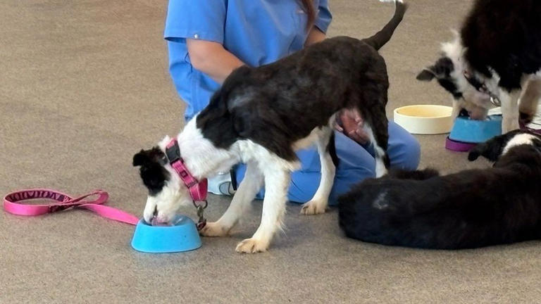 All 36 border collies surrendered after Palm City case; adoption ...