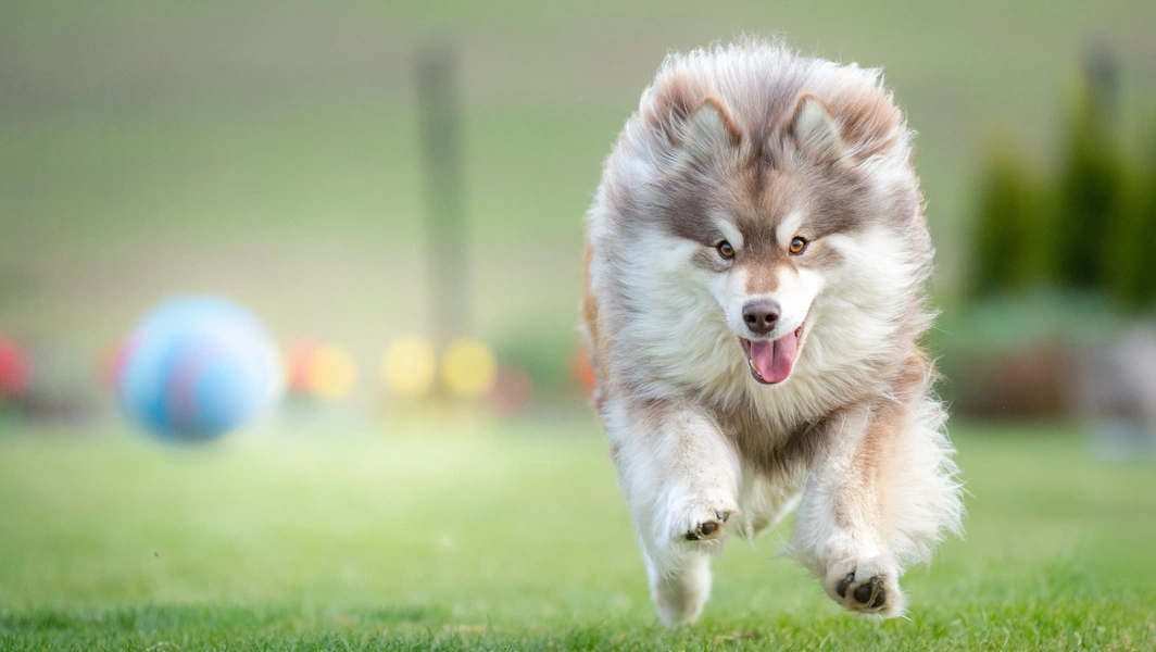14-dog-breeds-loved-for-their-temperament-and-companionship