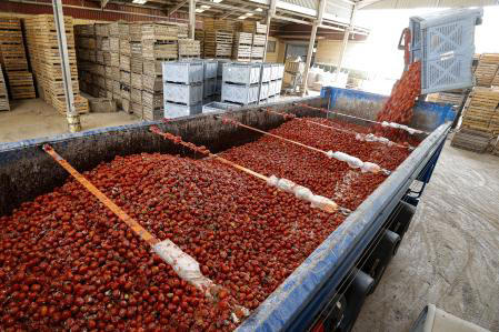 La historia del tomate: de los mexicas a la Tomatina de Buñol
