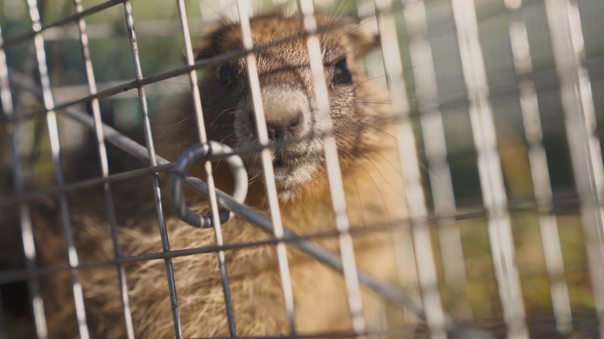 'Fat marmot week' raises awareness for research funding needs