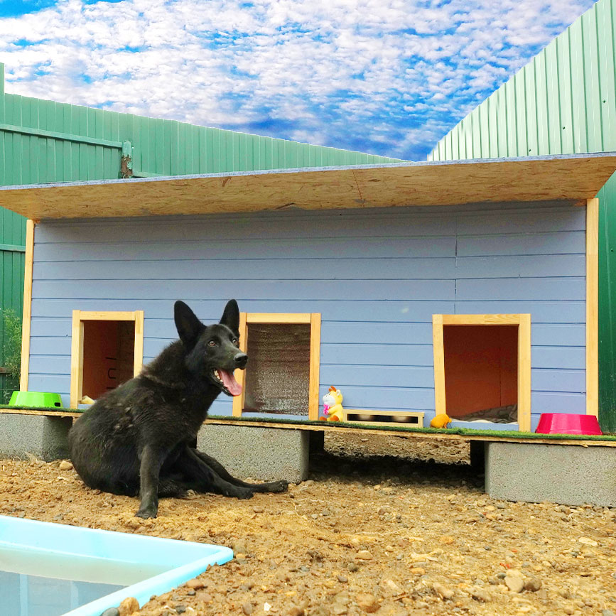 Creative DIY doghouses that your pet will love