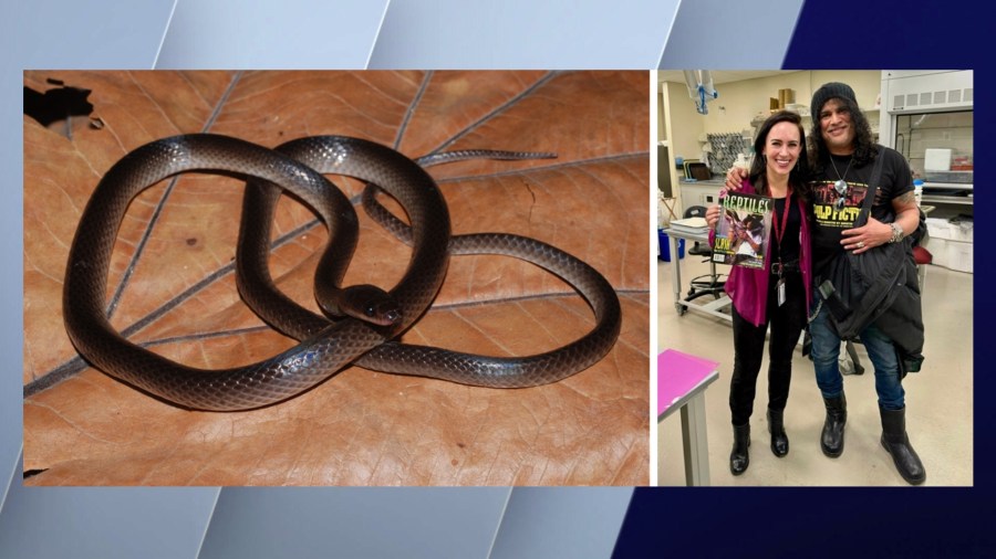 Field Museum unveils new snake species named after Guns N' Roses guitarist Slash