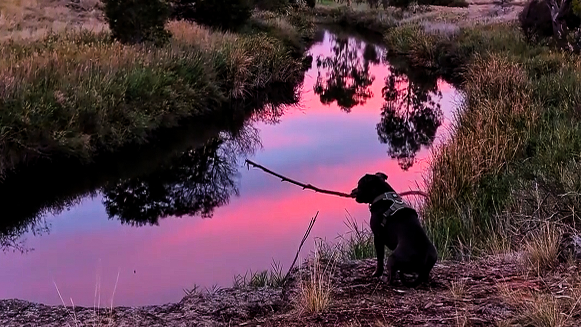Dog has to stop and contemplate life during every walk