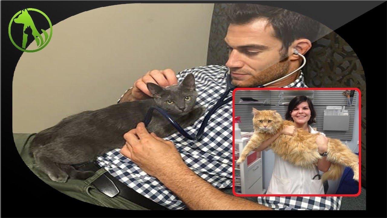 This vet clinic will pay you to cuddle cats all day